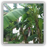 PlayaDelCarmen-BananaTree 001