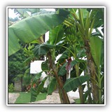 PlayaDelCarmen-BananaTree 002